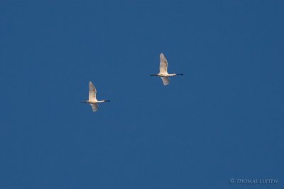 Lepelaar / Spoonbill