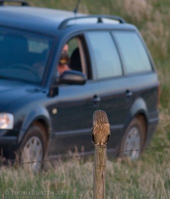 Velduil / Short-eared Owl