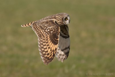 Velduil / Short-eared Owl