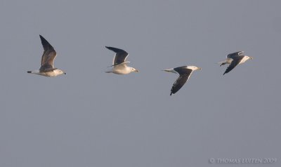 Kleine Mantelmeeuw / Lesser Black-backed Gull