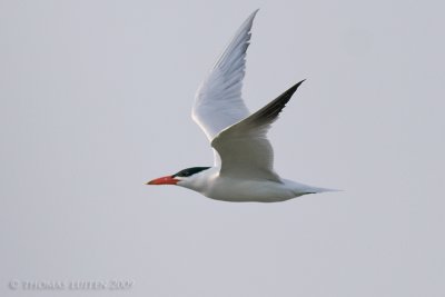 Reuzenstern / Caspian Tern