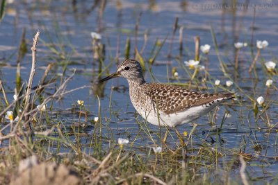 Bosruiter / Wood Sandpiper