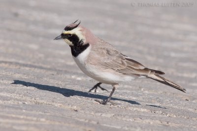 Strandleeuwerik / Shore Lark (ssp penicillata)