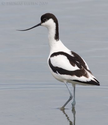 Kluut / Avocet