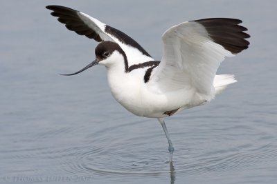 Kluut / Avocet