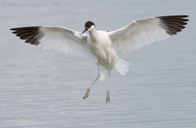 Kluut / Avocet