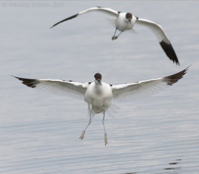 Kluut / Avocet