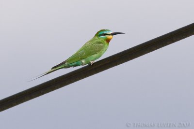 Groene Bijeneter / Blue-cheeked Bee-eater