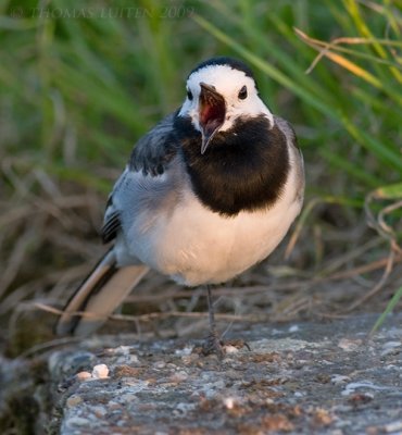 Witte Kwikstaart / White Wagtail