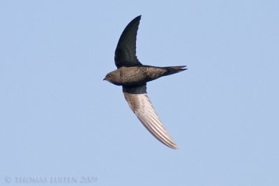 Gierzwaluw / Common Swift