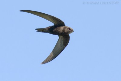 Gierzwaluw / Common Swift