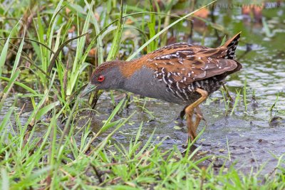 Kleinst Waterhoen / Baillon's Crake