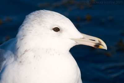 Pontische Meeuw / Caspian Gull