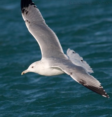 Pontische Meeuw / Caspian Gull