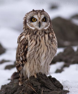 Velduil / Short-eared Owl