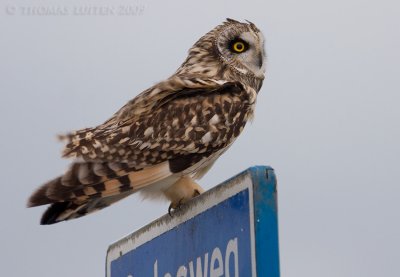 Velduil / Short-eared Owl