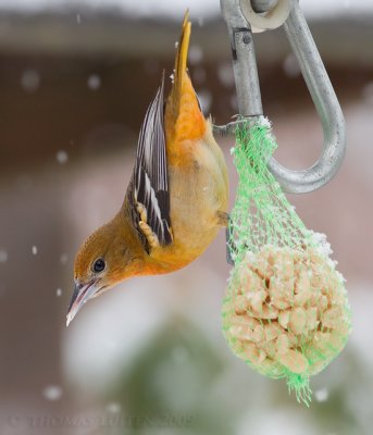 Baltimore Troepiaal / Baltimore Oriole