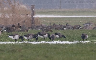 Witbuikrotgans / Pale-bellied Brent Goose