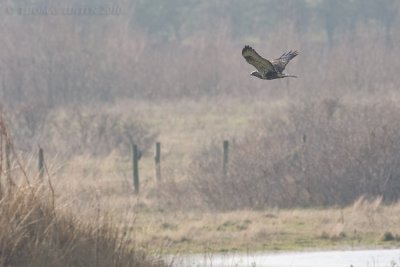 Ruigpootbuizerd / Rough-legged Buzzard