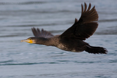 Aalscholver / Cormorant