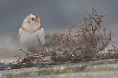 Sneeuwgors / Snow Bunting