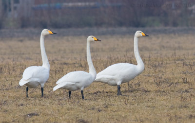 Wilde Zwaan / Whooper Swan