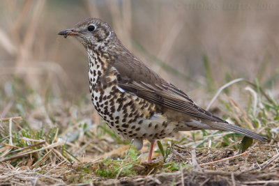 Grote Lijster / Mistle Thrush