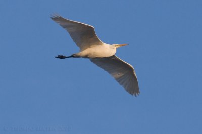 Grote Zilverreiger / Great Egret