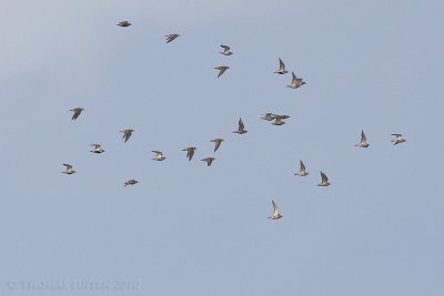 Goudplevier / Golden Plover