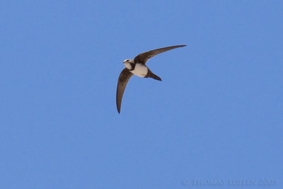 Alpengierzwaluw (Apus melba)