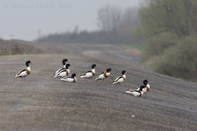 Bergeend / Shelduck