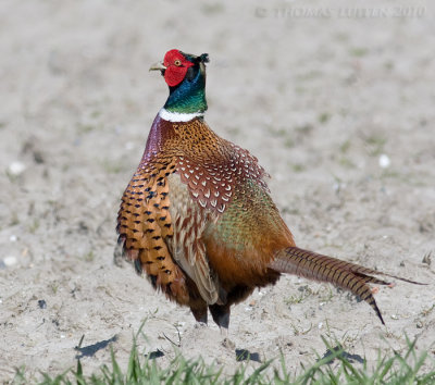 Fazant / Pheasant