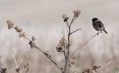 Roodborsttapuit / Stonechat