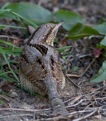 Draaihals / Wryneck