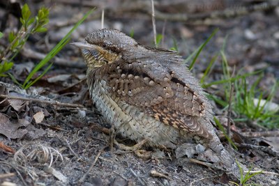 Draaihals / Wryneck