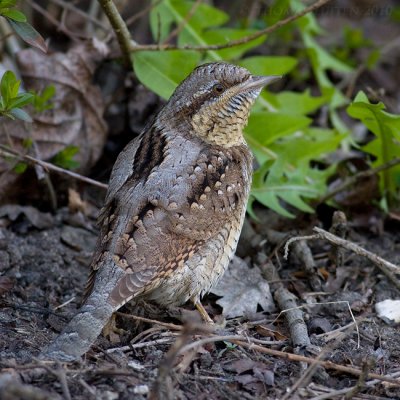 Draaihals / Wryneck