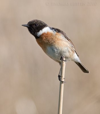 Roodborsttapuit (Saxicola rubicola)