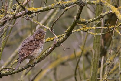 Draaihals / Wryneck