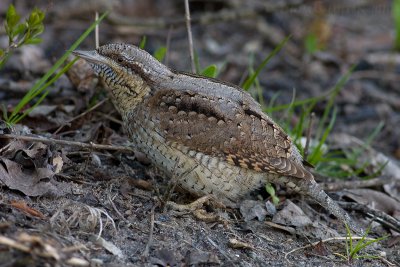 Draaihals / Wryneck