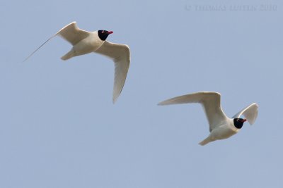 Zwartkopmeeuw / Mediterranean Gull