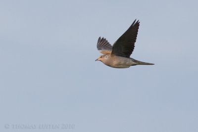 Zomertortel / Turtle Dove