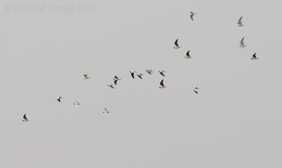 g3/01/753501/3/124016456.LdKzU0ry.jpg