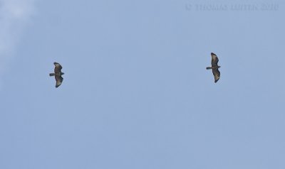 Buizerd / Common Buzzard