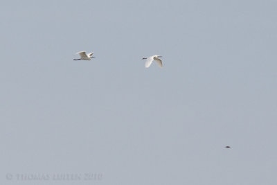 Kleine Zilverreiger / Little Egret