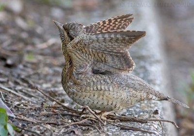 Draaihals / Wryneck