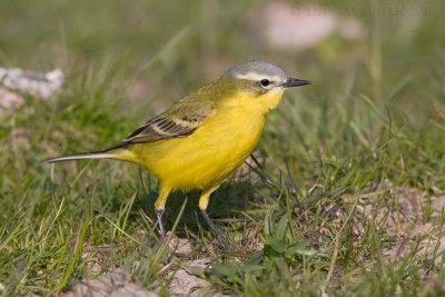 Gele Kwikstaart / Blue-headed Wagtail