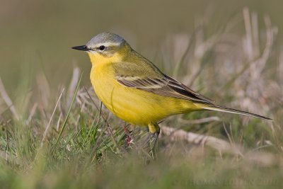 Gele Kwikstaart / Blue-headed Wagtail