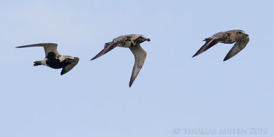 Zilverplevier / Grey Plover