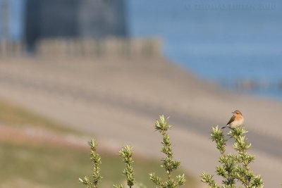 Tapuit / Wheatear