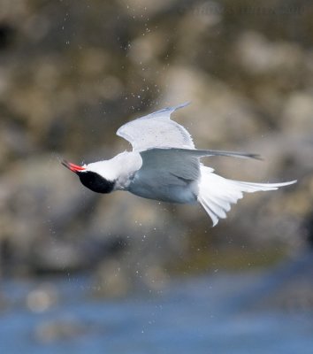 Visdief / Common Tern